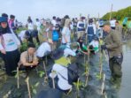 PLN Rehabilitasi Mangrove